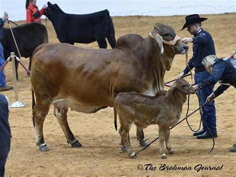 2018 Fort Worth Stock Show & Rodeo Brahman Cattle Show; Grand & Senior ...