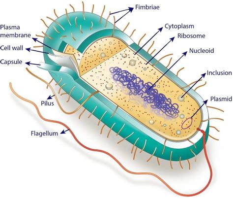 Archaeal cell structure | bartleby