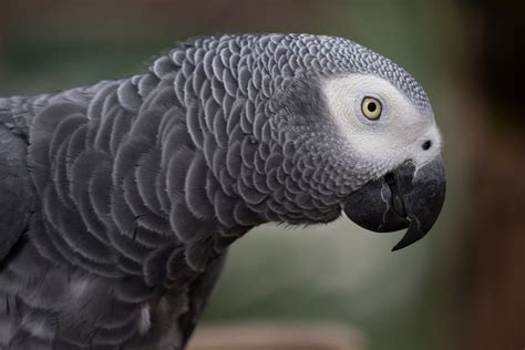 Researchers test intelligence of African grey parrot