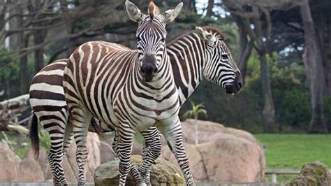 San Francisco Zoo offering animal adoption packages - ABC7 San Francisco