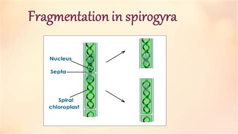 Reproduction in plants - Presentation Biology