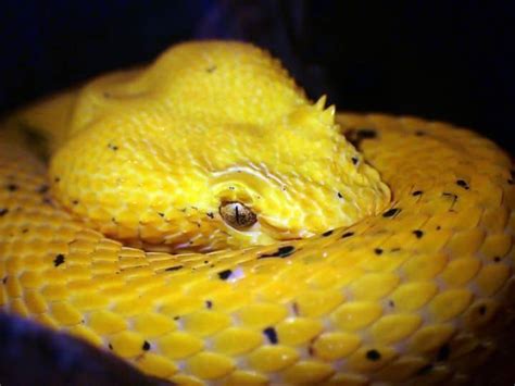 10 Facts About The Eyelash Viper - Snake Radar