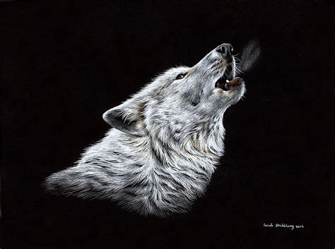 White Wolf Howling Drawing by Sarah Stribbling - Fine Art America