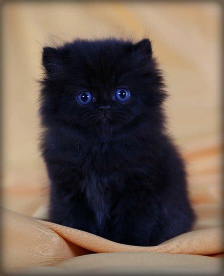 Black Persian Kittens | Black Persian Cats | Doll Face Persian ...