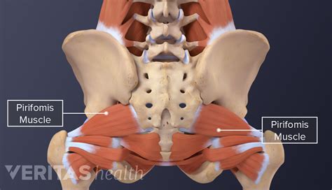 Soft Tissues and Essential Functions of the Coccyx | Spine-health