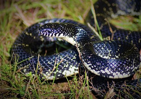 Eastern Black Kingsnake | Close up, Land between the lakes, Black, white