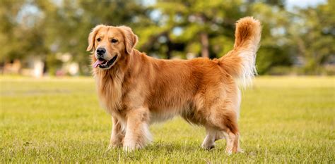 Golden Retriever dog breed - Pet Direct