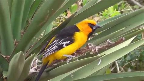 Altamira oriole feeding on yucca. Laguna Atascosa NWR - YouTube