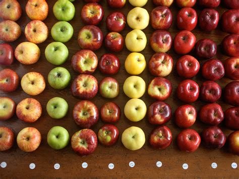 A Guide to the Best Apples for Apple Pie | The Food Lab