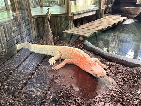 St. Augustine Alligator Farm - St. Augustine, FL • Finding Family ...