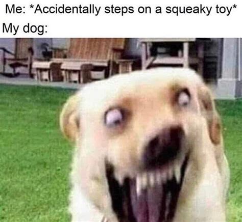 50 Hysterical Dog Memes That Will Make You Laugh