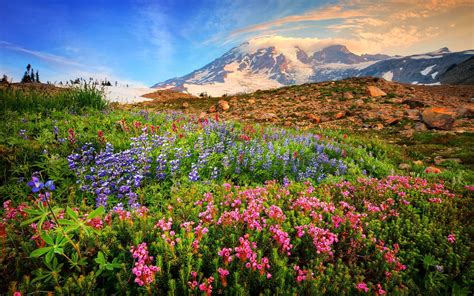 Spring Mountain Flowers Rocks Stones Snow Mountains Sky Clouds ...