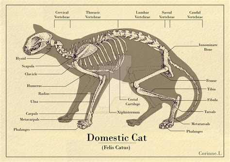 Cat Skeleton Diagram by Greensequin on DeviantArt