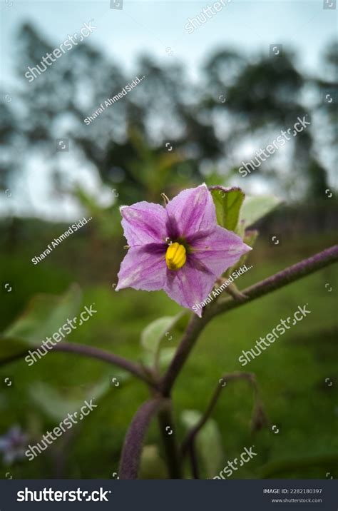 1,839 Brinjal Flower Images, Stock Photos & Vectors | Shutterstock