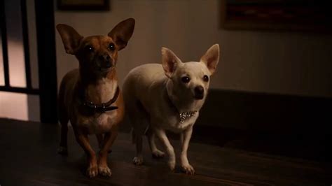 Beverly Hills Chihuahua Papi Jr