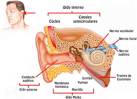 Estructura del oído - Info Acúfenos