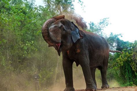 Pattaya Elephant Sanctuary Pattaya