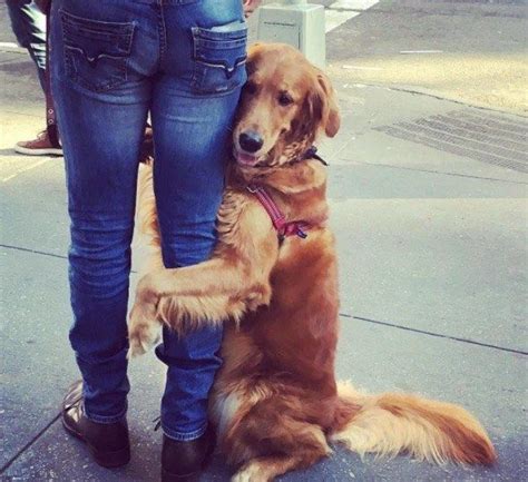 Golden Retriever Is Obsessed With Giving People Hugs https://www ...