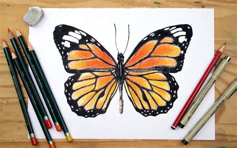 Monarch Butterfly Drawing How To Draw A Monarch Butterfly Step B ...