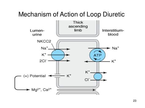 Loop Diuretics - Mind Map