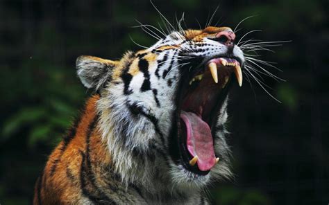 Roaring Tiger *** HD desktop wallpaper : Widescreen : High Definition ...