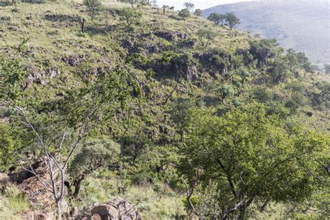 Landscape in the Highveld, South Africa 11249474 Stock Photo at Vecteezy