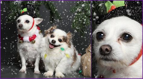 Christmas-Themed Photoshoot of Pet Dogs Goes Viral For Their Distinct ...