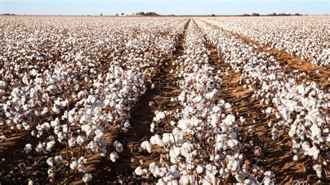 Cotton Cultivation