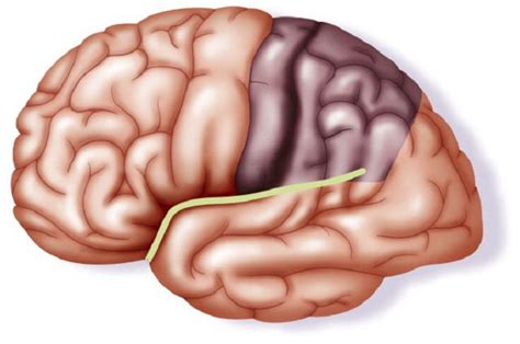 Lissencephaly Symptoms, Causes, Diagnosis, and Treatment