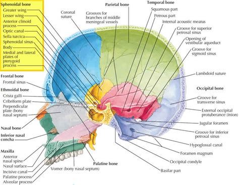 Sphenoid bone anatomy, function, parts & sphenoid bone fracture