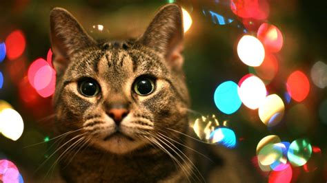 Christmas Cats Wallpapers - Wallpaper Cave