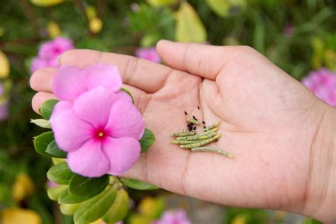 When To Plant Annual Vinca Seeds - How To Gather Vinca Seeds For ...