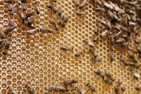 Das macht den Wabenbau der Bienen so besonders | Deutsches Bienen-Journal