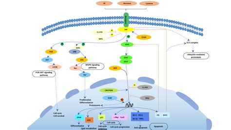 JAK-STAT signaling pathway - Cusabio