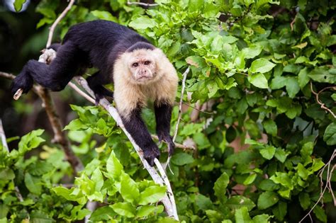 Panamanian White-Throated Capuchin, Cebus imitator - New England ...