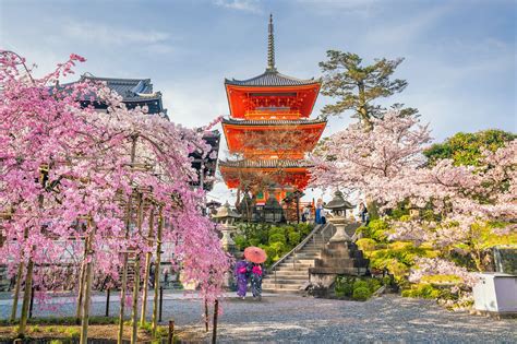 桜が美しい京都の神社仏閣 6 選 - 京都のお寺や神社で日本のシンボルの桜を愛でる幸せ - Go Guides