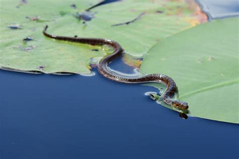 Everything You Should Know About Banded Water Snakes - Bug House Pest ...