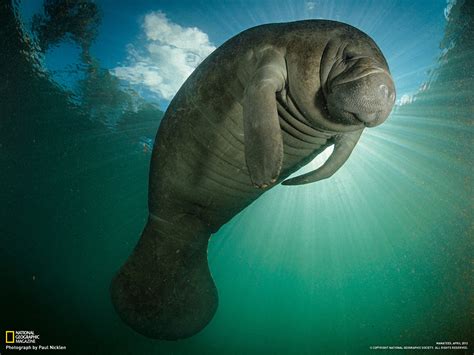 🔥 [80+] Manatee Wallpapers | WallpaperSafari