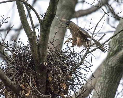 Cooper’s Hawk Nesting Questions | Outside My Window