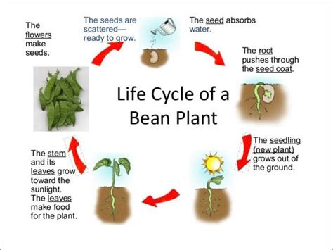 Life cycle of a bean plant. Science lesson for grade 1. A life cycle ...