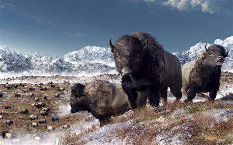 Bison Herd in Winter by deskridge on DeviantArt