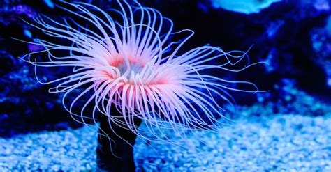 10 Incredible Sea Anemone Facts - A-Z Animals