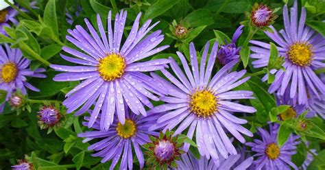 Aster Flower Growing Guides, Tips, and Info | Gardener's Path