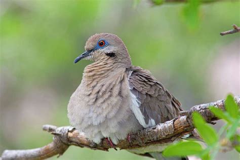 White-winged doves are invading our mourning dove territory