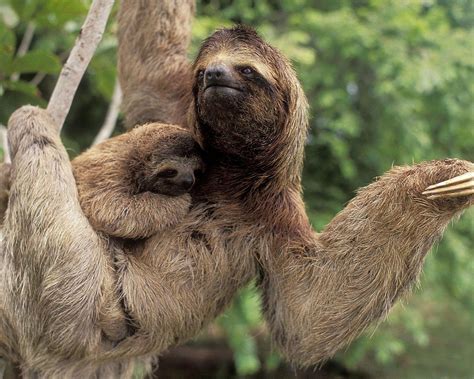 Sloth Wallpaper HD Download