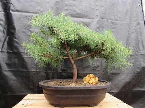 How to grow Cedar Bonsai Tree