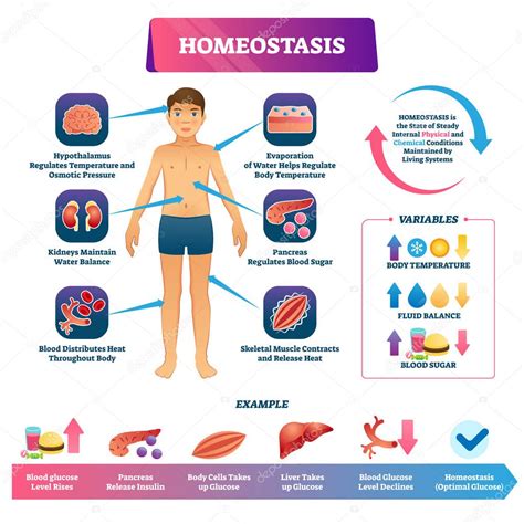 Ilustración vectorial homeostasis. Esquema de ejemplo educativo de ...