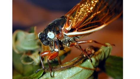 Cicada invasion 2021: Can a rare bug make you cash | wgrz.com