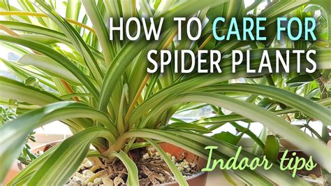 How To Care For Spider Plants Indoors - YouTube