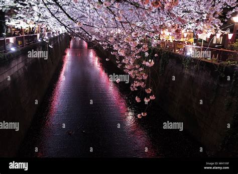 View Of Cherry Blossom At Night Stock Photo - Alamy